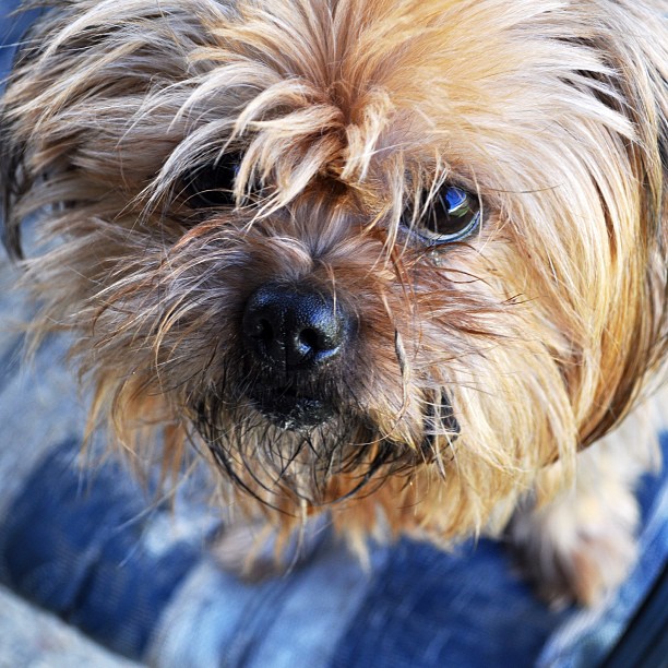Love this boy! #puppy #petsofinstagram #pup #iloveanimals