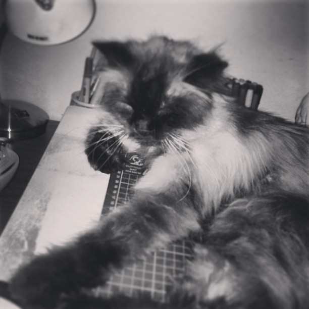 Fluffy cat #catsofinstagram #cat #blackandwhite #lovethisfluffball