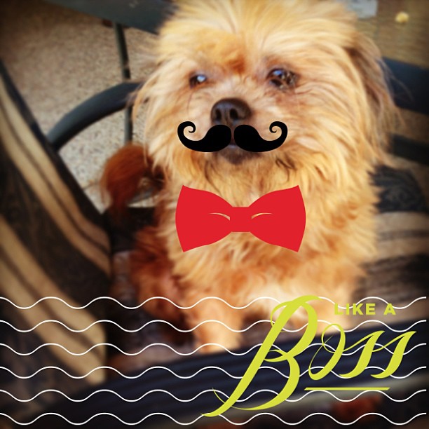 This is how I spend my Friday nights #madewithstudio #dog #