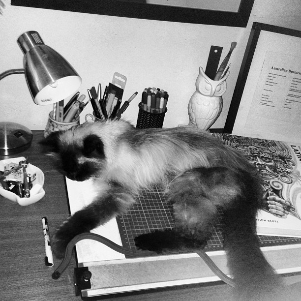 Lounging about #catsofinstagram #cat #meow #lazycat