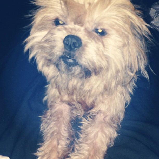 4am wake ups are even too early for this cutie #dog #petsofinstagram