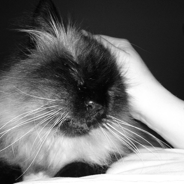 Purrrr #cats #catlady #cuddles #kitty