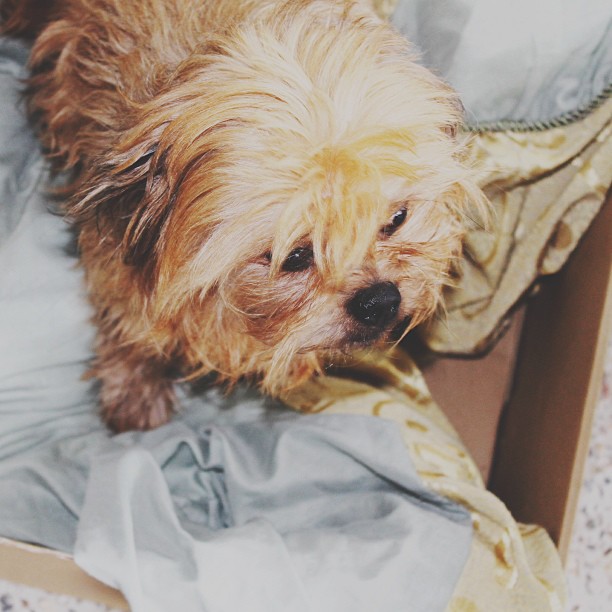 Playing around creating my own #photoshop actions #photography #instapet #dog #puppy #cute #naww