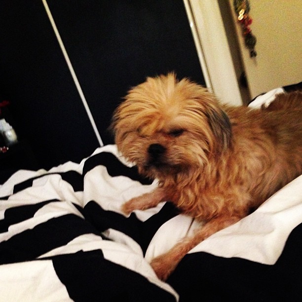 Sleepy pup #dogsofinstagram #dog #chevron #blackboardwall #puppy Sleepy pup #dogsofinstagram #dog #chevron #blackboardwall #puppy