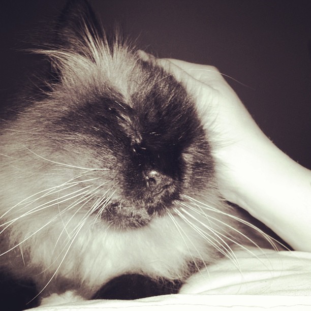 RIP Fluffy #nationalcatday #meow